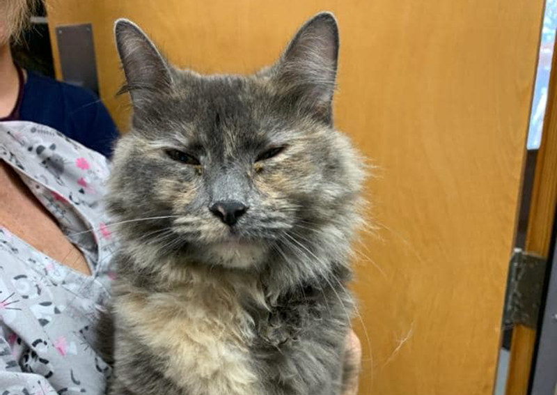 sanford veterinary clinic