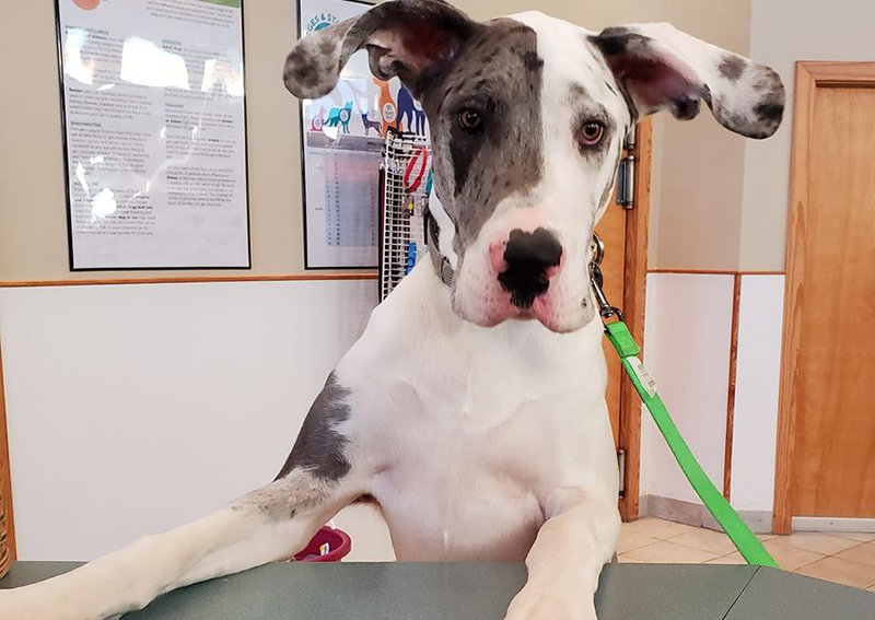 sanford veterinary clinic