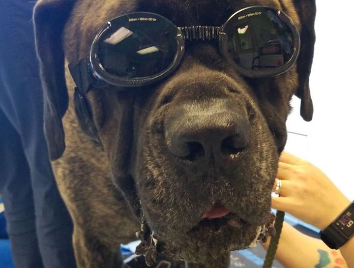 Laser Therapy for Dogs